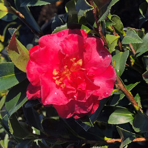 Camellia X Royal Flush Shi Shi Camellia