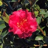 Camellia X Royal Flush Shi Shi Camellia