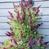 Buddleia Davidii Butterfly Towers Magenta Portfolio Butterfly Bush 3 gal. Container