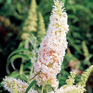 Buddleia Davidii Butterfly Towers White Portfolio Butterfly Bush 3 gal. Container