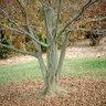 Carpinus Caroliniana American Hornbeam 7 gal. Container