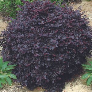 Loropetalum chinense Cerise Charm Fringe Flower