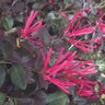 Loropetalum chinense Cerise Charm Fringe Flower