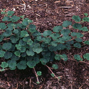 Rubus Pentalobus Emerald Carpet Creeping Raspberry