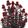 Lagerstroemia X Thunderstruck Rumblin Red Portfolio Crape Myrtle 25-30 gal. Container
