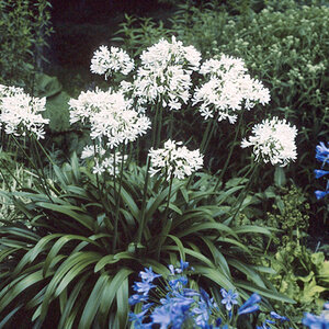 Agapanthus Africanus Albus African Lily