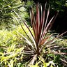 Cordyline Australis Pink Stripe Dracaena