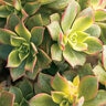 Aeonium X Kiwi Tree Houseleeks