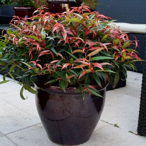 Leucothoe keiskei Leafscape Burning Love Doghobble