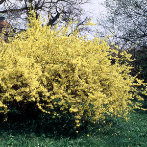 Forsythia X Intermedia Spectabilis Border Forsythia