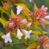 Abelia X Grandiflora Bronze Anniversary Glossy Abelia