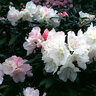 Rhododendron Degronianum ssp. Yakushimanum Rhododendron