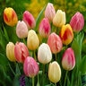 Tulipa Bulb Triumph Easter Egg Mixture Tulip 100 Count Bag