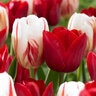 Tulipa Bulb Triumph Holiday Mixture Tulip 100 Count Bag