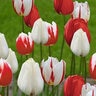 Tulipa Bulb Triumph Holiday Mixture Tulip 100 Count Bag