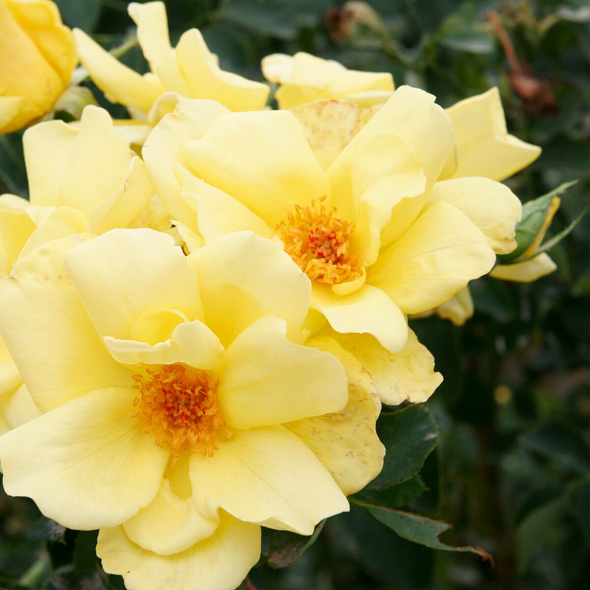 Rosa X Carefree Sunshine Shrub Rose | SiteOne US