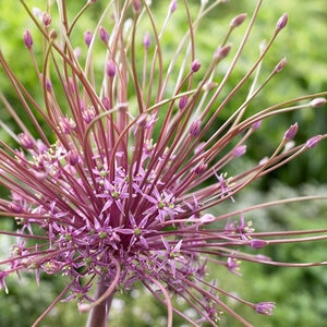 Allium Bulb Tall Schubertii Ornamental Onion