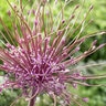 Allium Bulb Tall Schubertii Ornamental Onion