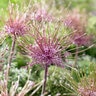 Allium Bulb Tall Schubertii Ornamental Onion