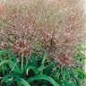 Allium Bulb Tall Schubertii Ornamental Onion