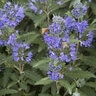 Caryopteris X Clandonensis Blue Balloon Bluebeard