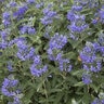 Caryopteris X Clandonensis Blue Balloon Bluebeard