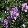 Hibiscus Syriacus Ardens Double Purple Rose of Sharon 6 ft. Height Ball and Burlap