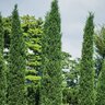Juniperus Virginiana Taylor Portfolio Eastern Red Cedar 15 gal. Container
