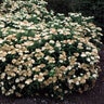 Spiraea Japonica var. Albiflora Japanese White Spirea