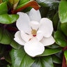 Magnolia Grandiflora Teddy Bear Portfolio Southern Magnolia 15 gal. Container