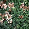 Sedum Spurium Sedum
