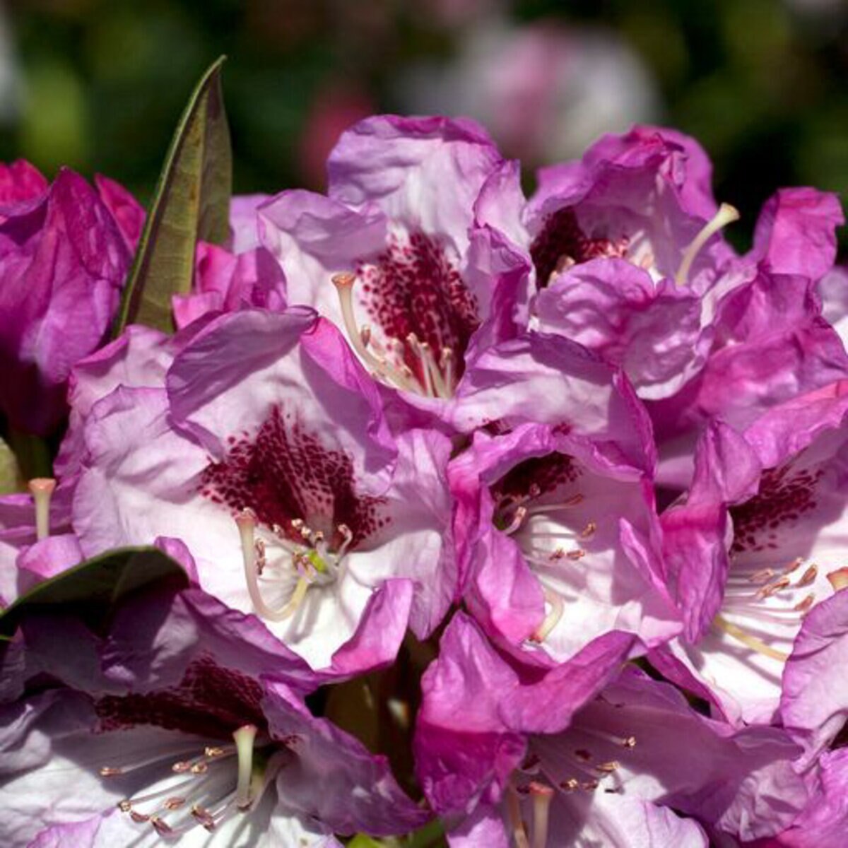 Rhododendron hybrid Southgate Radiance Southern Living / Sunset ...