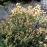 Leucadendron Discolor Piketberg Conebush