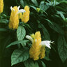 Pachystachys Lutea Golden Shrimp Plant