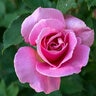 Rosa X Queen Elizabeth Hybrid Tea Rose