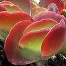 Kalanchoe Luciae Kalanchoe