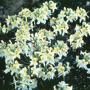 Rhododendron X Northern Hi-Lights Azalea