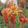 Anigozanthos X Bush Gems Bush Tango Kangaroo Paws