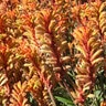 Anigozanthos X Bush Gems Bush Tango Kangaroo Paws