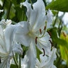 Lilium Casa Blanca Oriental Lily