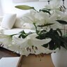 Lilium Casa Blanca Oriental Lily