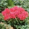 Phlox Paniculata Red Riding Hood Phlox