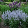 Salvia Nemorosa Color Spires Crystal Blue Woodland Sage
