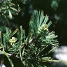 Pinus Flexilis Northern Blue Limber Pine