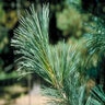 Pinus Flexilis Northern Blue Limber Pine