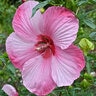 Hibiscus X Turn of the Century Rose Mallow