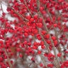 Ilex Verticillata Color Choice Farrowbop Berry Poppins Winterberry Holly