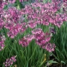 Allium Cernuum Nodding Onion