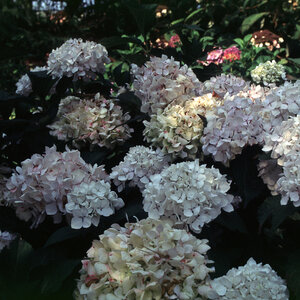 Hydrangea Macrophylla Sister Therese Big Leaf Hydrangea