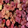 Heuchera X Galaxy Coral Bells
